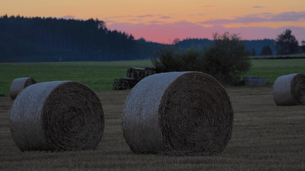 Gli alberi al tramonto