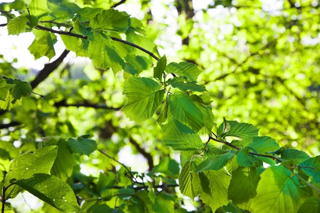 Gli alberi che crescono nel bosco. estate dell'anno