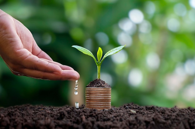 Gli alberi con le foglie verdi crescono dalle monete e dalle mani annaffiate agli alberi Finanza