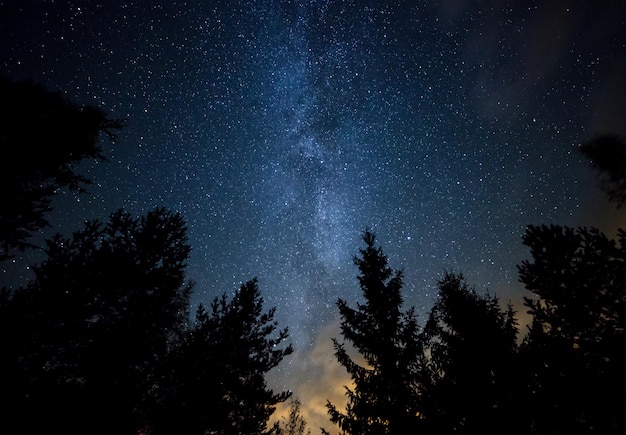 Gli alberi contro il cielo di notte
