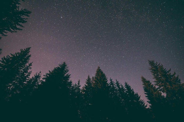 Gli alberi contro il cielo di notte