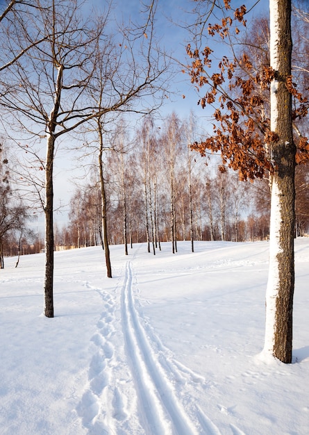 Gli alberi coperti di neve, che crescono in una stagione invernale