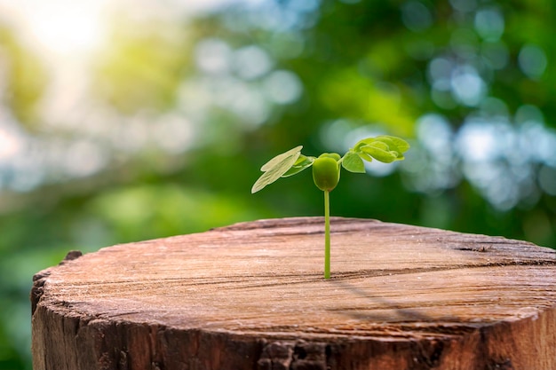 Gli alberi crescono da ceppi tagliati e sfondo verde sfocato della natura Nuovo concetto di vita