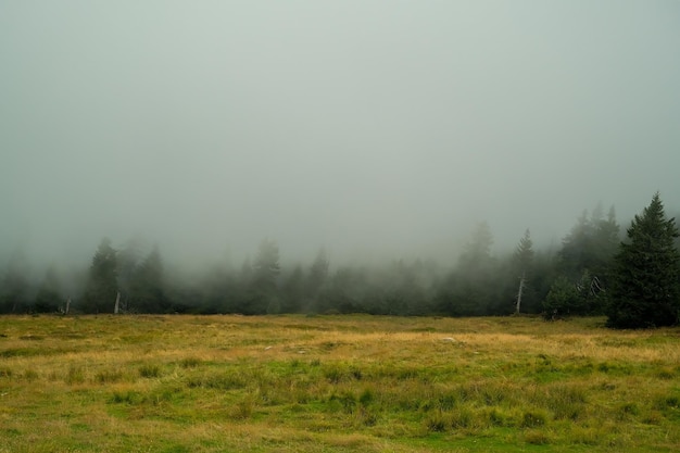 Gli alberi crescono su una nebbia di montagna di pietra nella roccia delle montagne con la nebbia degli alberi nella foresta