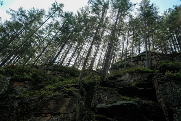 Gli alberi crescono su una nebbia di montagna di pietra nella roccia delle montagne con la nebbia degli alberi nella foresta