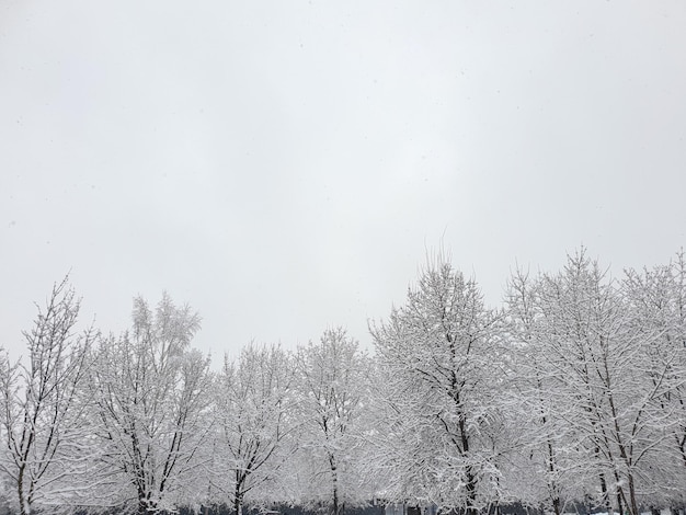 Gli alberi d'inverno si ramificano nella neve