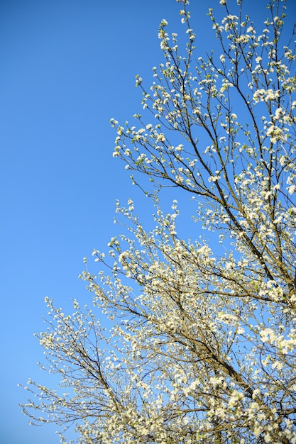 Gli alberi da frutto fioriscono in primavera contro un cielo azzurro e altri alberi in fiore