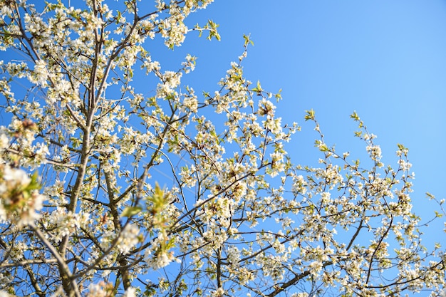 Gli alberi da frutto fioriscono nella primavera del cielo azzurro