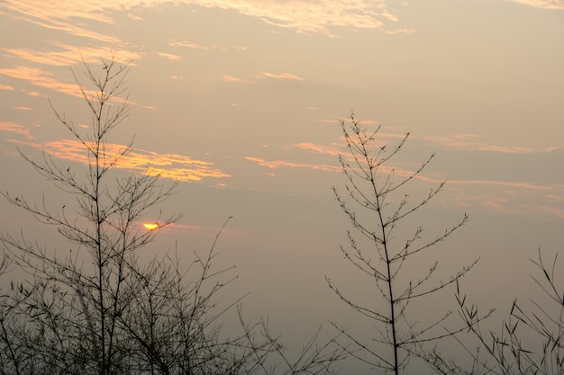 Gli alberi del cielo del sole di sfondo muoiono