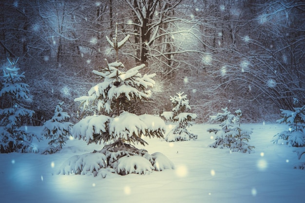 Gli alberi della foresta hanno coperto la neve di notte in inverno