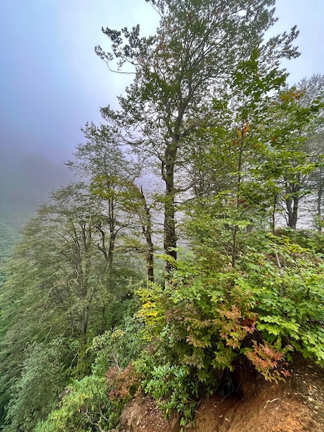 Gli alberi della foresta nella nebbia