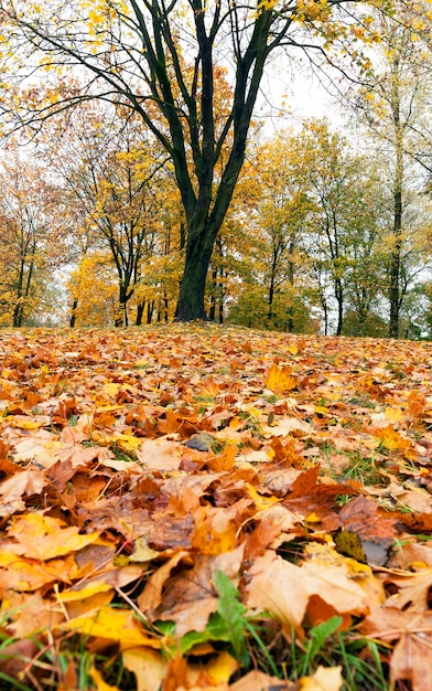 Gli alberi di acero cambiano colore con foglie gialle nella stagione autunnale. Posizione nel parco e coperto