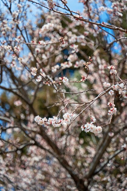 Gli alberi di albicocco fioriscono con fiori bianchi all'inizio della primavera.