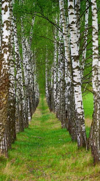 Gli alberi di betulla con fogliame verde lussureggiante crescono magnificamente in fila come un tunnel