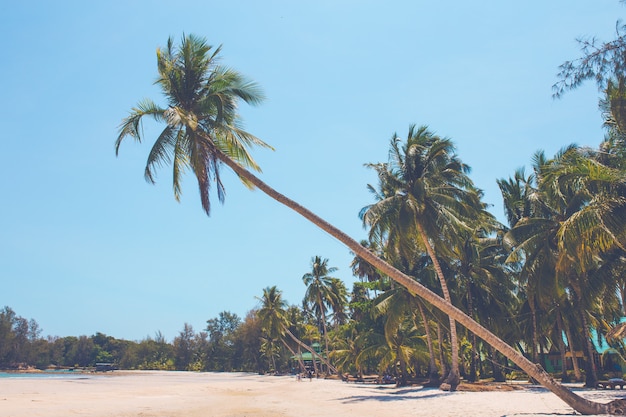 Gli alberi di cocco sulla spiaggia sporgono verso il mare