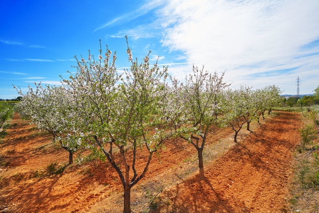 Gli alberi di mandorla fioriscono nel Mediterraneo