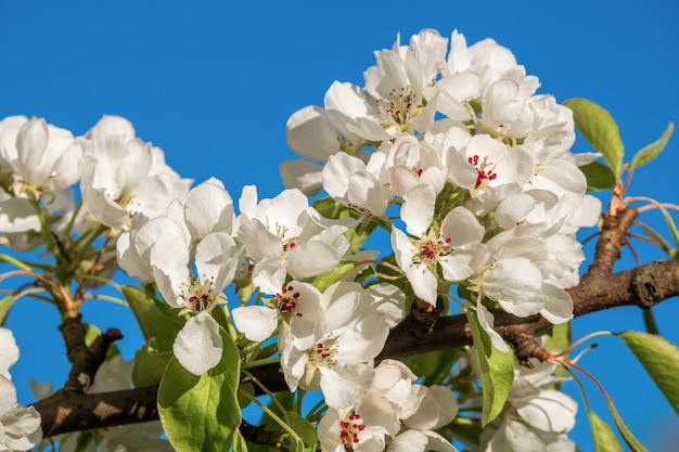 Gli alberi di mele fioriscono in primavera Delicati fiori bianchi cielo blu