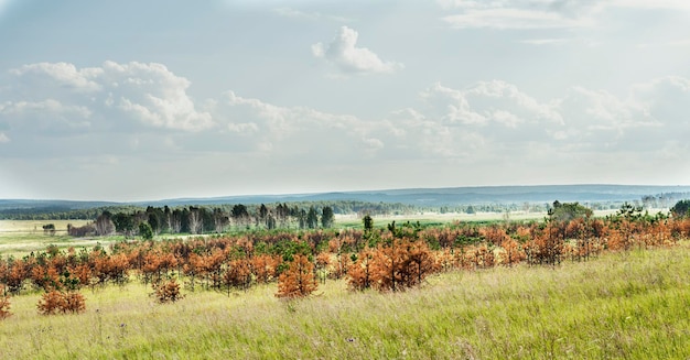 Gli alberi di pino agugliato giallo di conifere essiccati hanno bruciato i tronchi dopo il calore anormale e la siccità o il fuoco