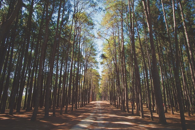 Gli alberi di pino caraibico (Pinus caribaea) sono lunghi filari. Parco del pino, Chiang Mai, Tailandia