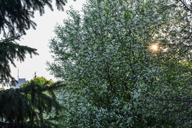 Gli alberi fioriscono e fioriscono in primavera