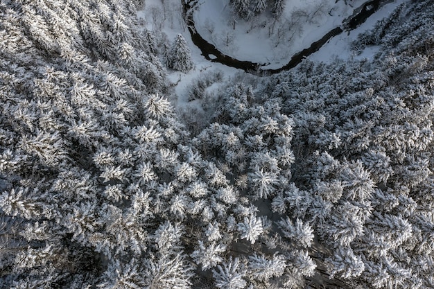 Gli alberi ghiacciati in cima alla montagna sono ricoperti di neve bianca in un gelido sole