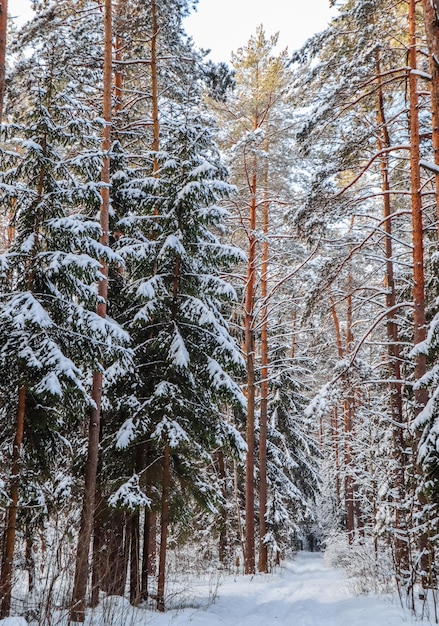 Gli alberi innevati sono illuminati dalla luce del sole. Foresta invernale innevata in una giornata di sole.