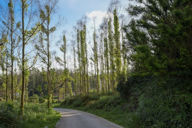 Gli alberi morti sono ricoperti di piante di Teng verdi sullo sfondo del cielo azzurro e delle nuvole bianche