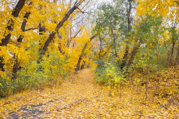 Gli alberi nel parco autunnale sono ricoperti di foglie gialle.