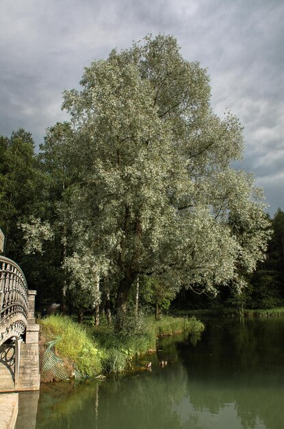 Gli alberi nel parco estivo