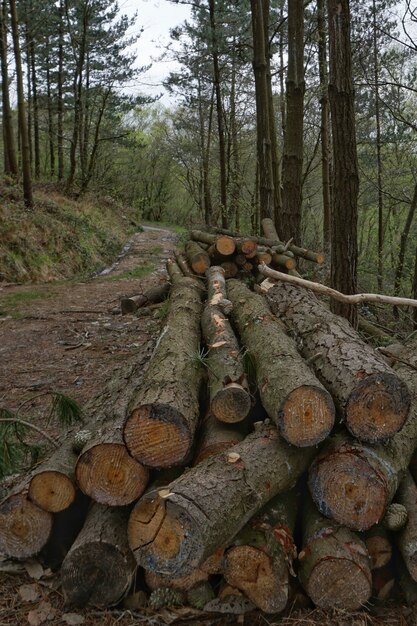 gli alberi nella foresta