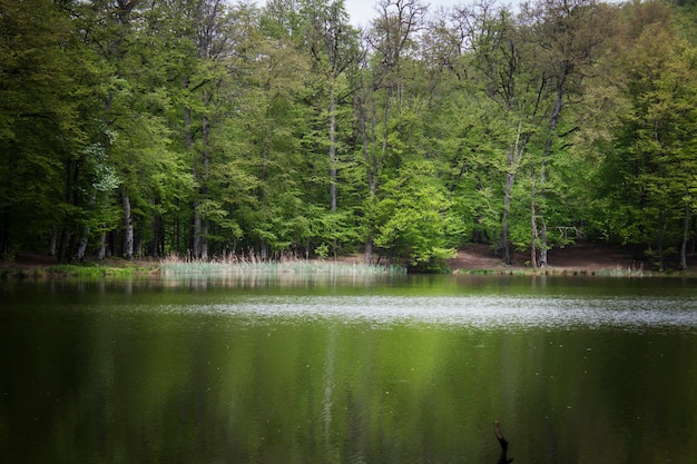 Gli alberi si riflettono nel lago della foresta