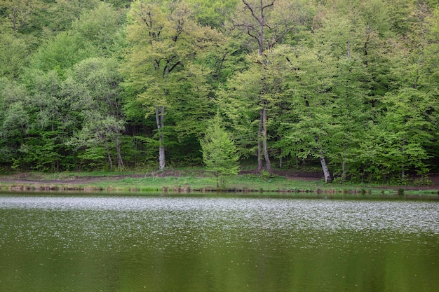 Gli alberi si riflettono nel lago della foresta