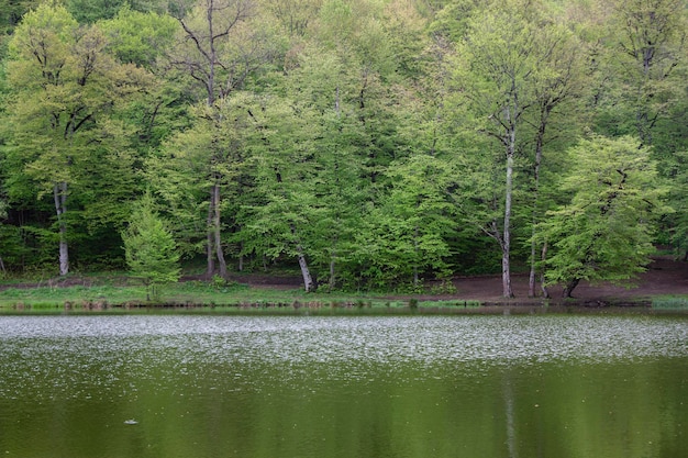 Gli alberi si riflettono nel lago della foresta