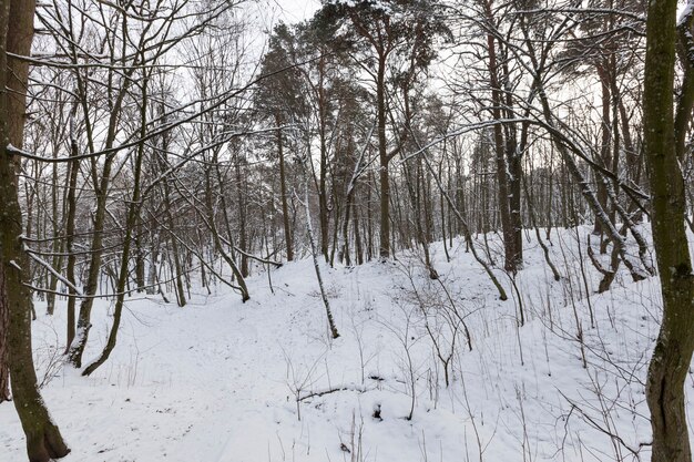 gli alberi sono coperti di neve