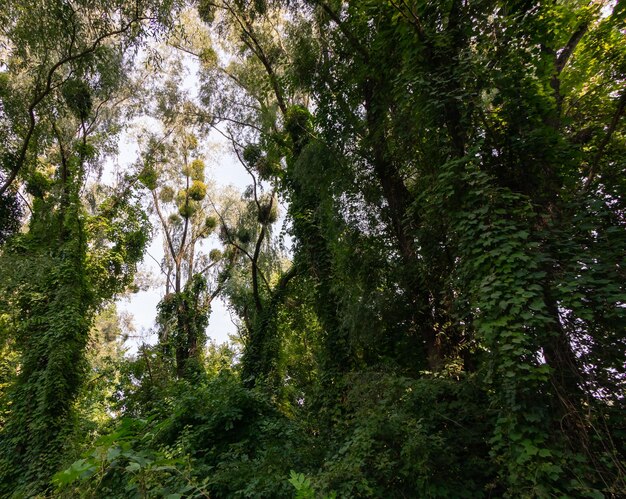 Gli alberi sono in boschetti di edera rampicante verde nella foresta