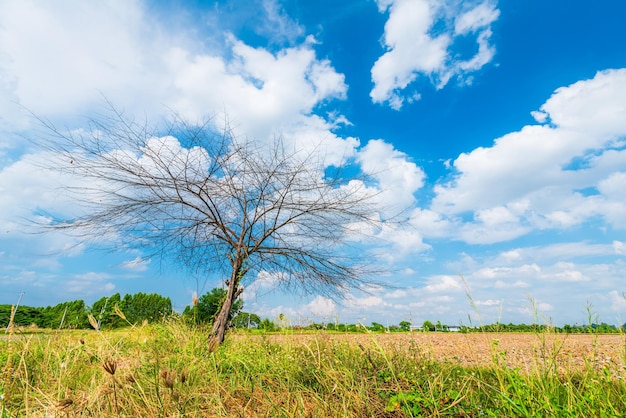 Gli alberi sono lasciati con rami Sagome di tronchi e rami un terreno di prato in un campo di riso con soffici nuvole cielo blu sullo sfondo del giorno