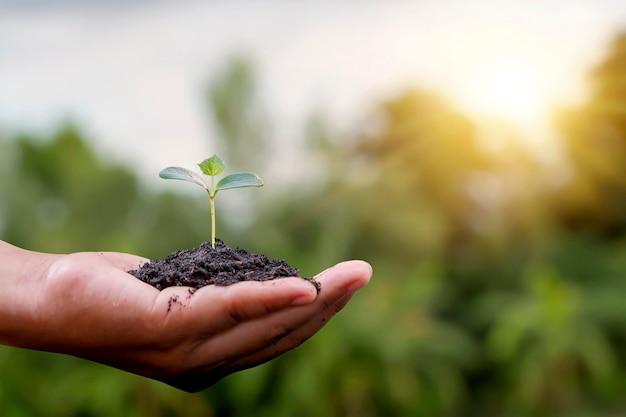 Gli alberi sono piantati a terra in mani umane con sfondi verdi naturali