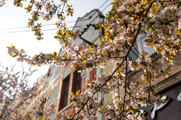 Gli alberi splendidi che fioriscono in città in primavera