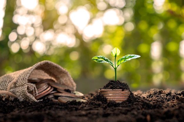 Gli alberi stanno crescendo da pile di denaro e denaro che scorre dalle tasche per il risparmio.