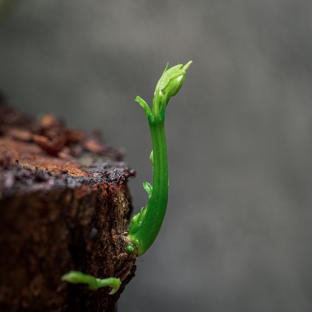 Gli alberi stanno crescendo sul ceppo