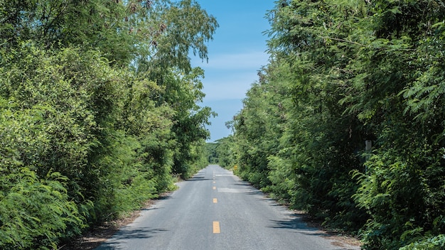 Gli alberi su entrambi i lati della strada che crescono sulla strada creano un tunnel di alberi