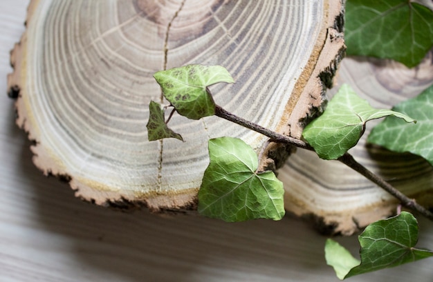 Gli alberi tagliati e rami di edera. Decorazione alla moda. Annata