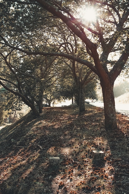 Gli alberi