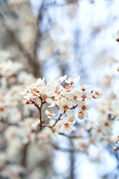 Gli albicocchi fioriscono con fiori bianchi all'inizio della primavera