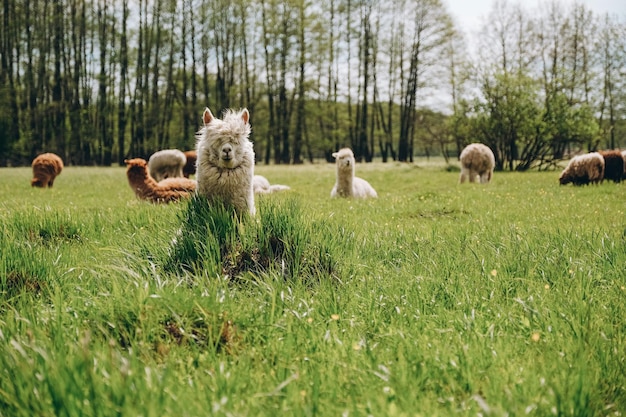 Gli alpaca pascolano nel prato primaverile in alta montagna