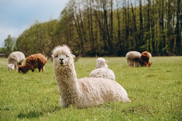 Gli alpaca pascolano nel prato primaverile in alta montagna