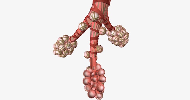 Gli alveoli sono minuscole sacche piene d'aria situate nei polmoni