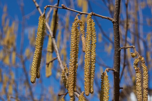 Gli amenti staminati del nocciolo comune fiorivano all'inizio della primavera prima della comparsa delle foglie