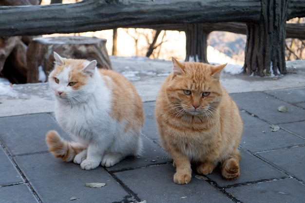 Gli animali adorabili due gatti lanuginosi stanno sedendo insieme il concetto di amicizia