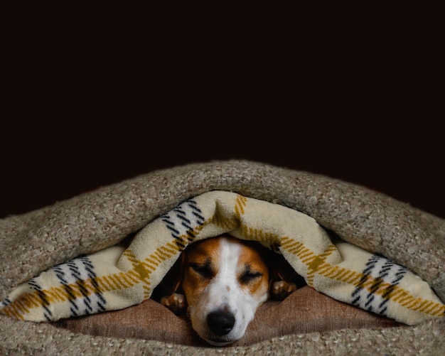 Gli animali anziani assaporano un lungo pisolino pomeridiano la sera sotto le coperte. Posto per il tuo testo.